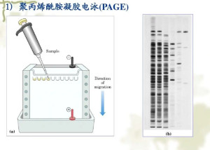 聚丙烯酰胺凝胶电泳