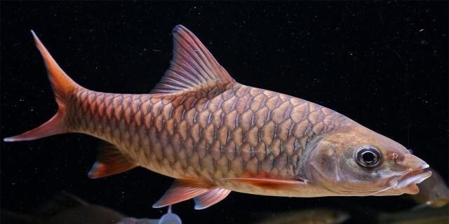 马来西亚忘不了鱼(鲤科结鱼属动物)