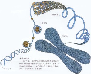 染色体结构模式图图片