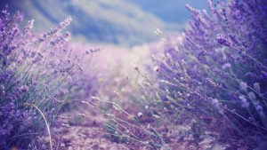花海