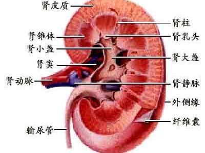 局灶节段性肾小球硬化