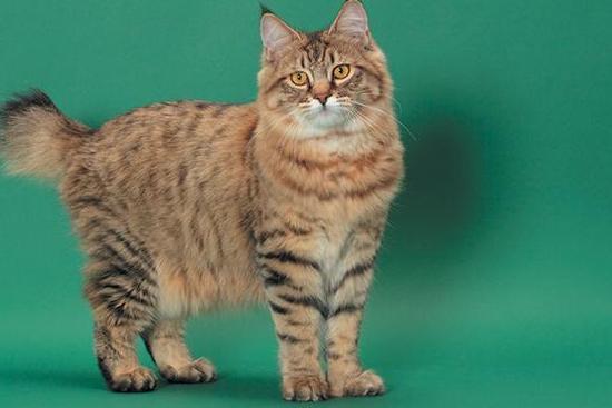短尾猫(猫科猞猁属动物)_搜狗百科
