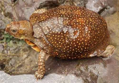 斑点箱龟