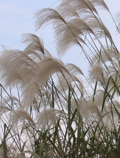 荻花