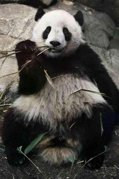 玲玲(熊猫名字) - 搜狗百科