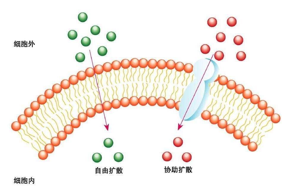 促进扩散(生物学术语)_搜狗百科
