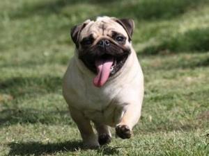 巴哥犬