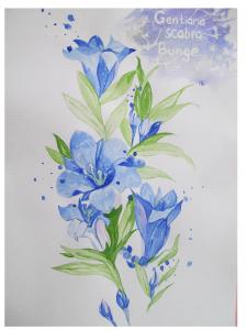 龙胆花