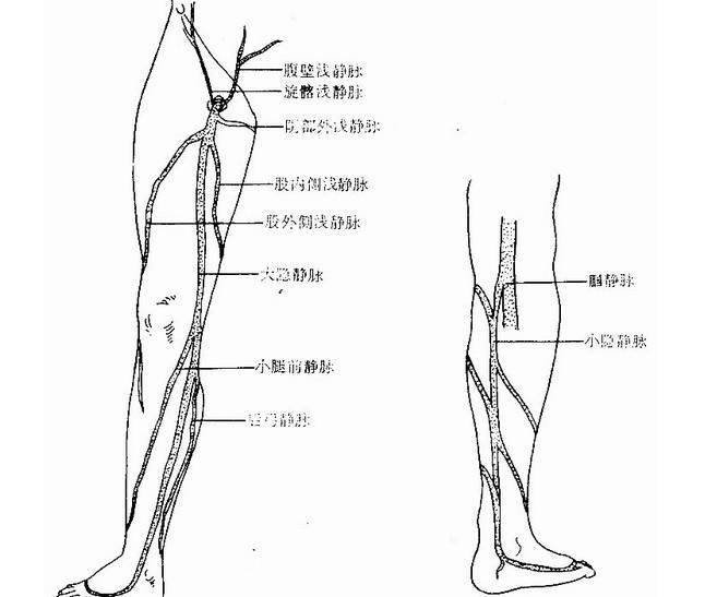下肢静脉位置图片