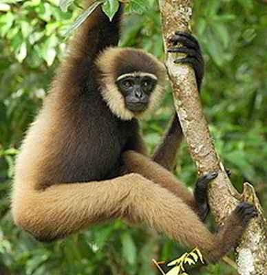 狒狒属于什么科 0