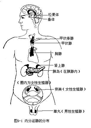 什么叫做内分泌功能障碍 0