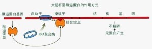 RNA聚合酶