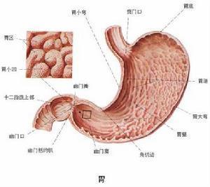 胃窦图片结构图图片
