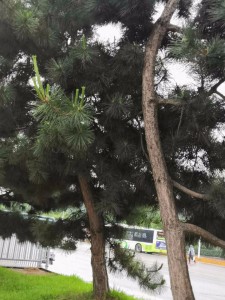 松树