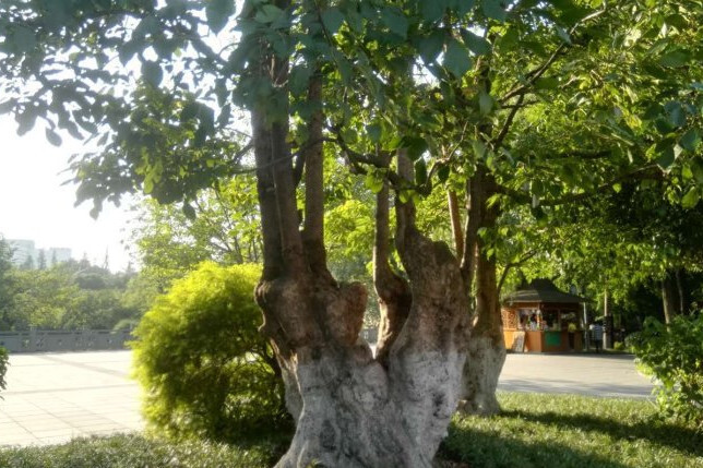 神仙树(双子叶植物纲植物)_搜狗百科