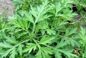 艾叶草