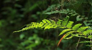 桫椤