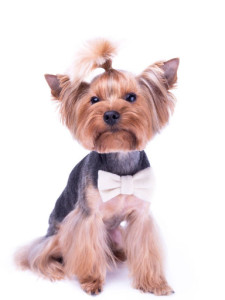约克夏梗犬