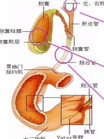 胆囊管直径图片