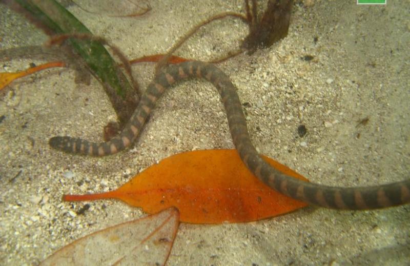 菲律宾海蛇(Hydrophis inornatus)