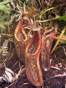 N. burbidgeae x N. fusca