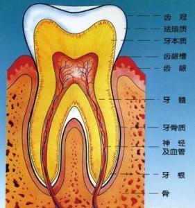 牙本质构成图片