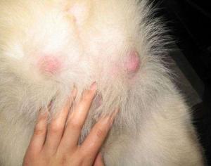 狗狗乳腺炎初期图片图片