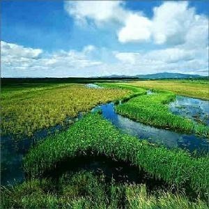 芦花鸡