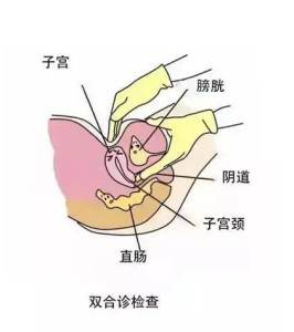 子宫颈在哪里示意图图片