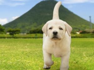 实习警犬物语