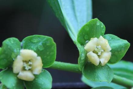柿子花 柿树属植物 搜狗百科