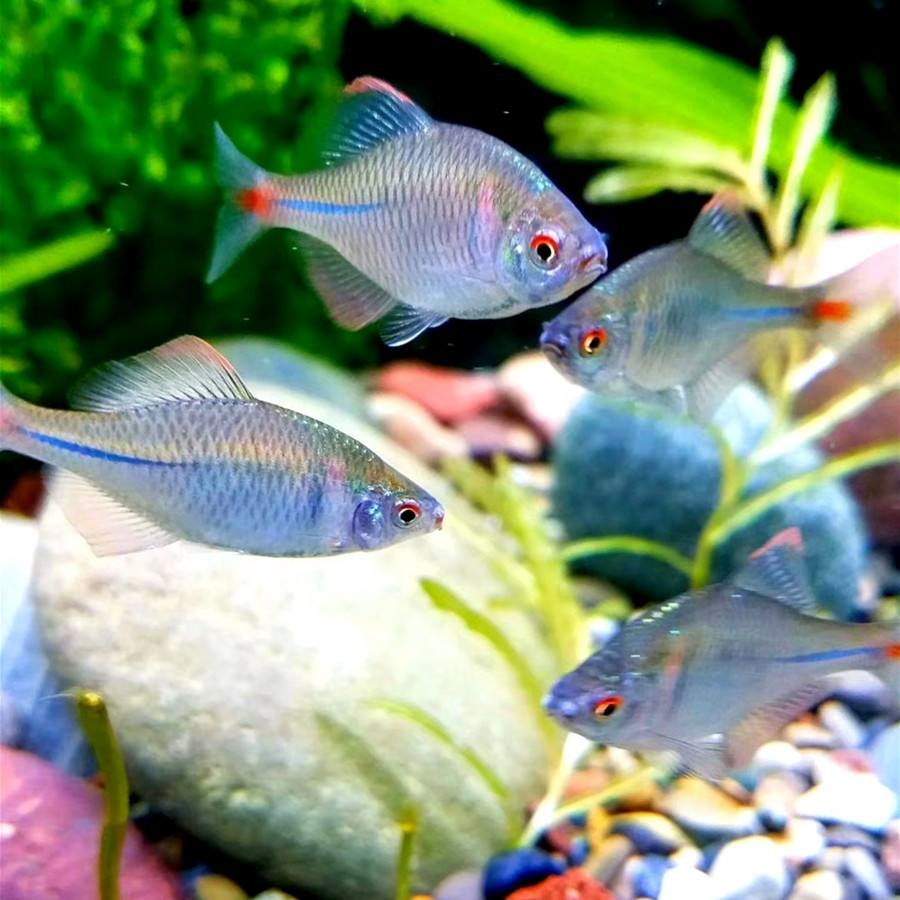 鳑鲏