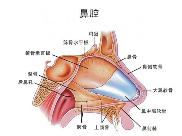 正常的鼻子内部结构图图片