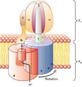 ATP合酶的结构