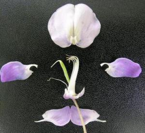 二体雄蕊的药用植物图片