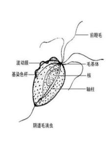 滴虫图片 男人图片