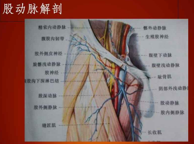 起自腹股沟韧带中点的后方,穿血管腔隙进入股三角,由股三角尖端向下