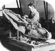 斯腾伯格处理贝氏开角龙的头骨，1914年所摄