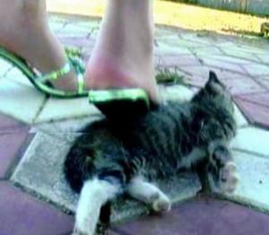 什么行为属于虐猫 300