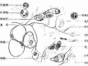 疏松结缔组织学生画图图片