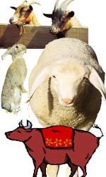 养猪业