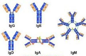 免疫球蛋白的5种类型