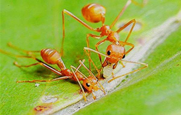 蚂蚁种类 生长图片