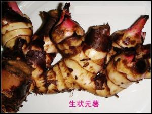 生状元薯