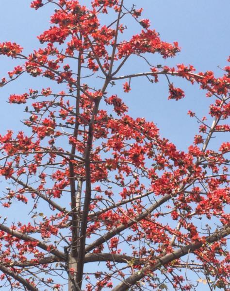 木棉花 双子叶植物 搜狗百科