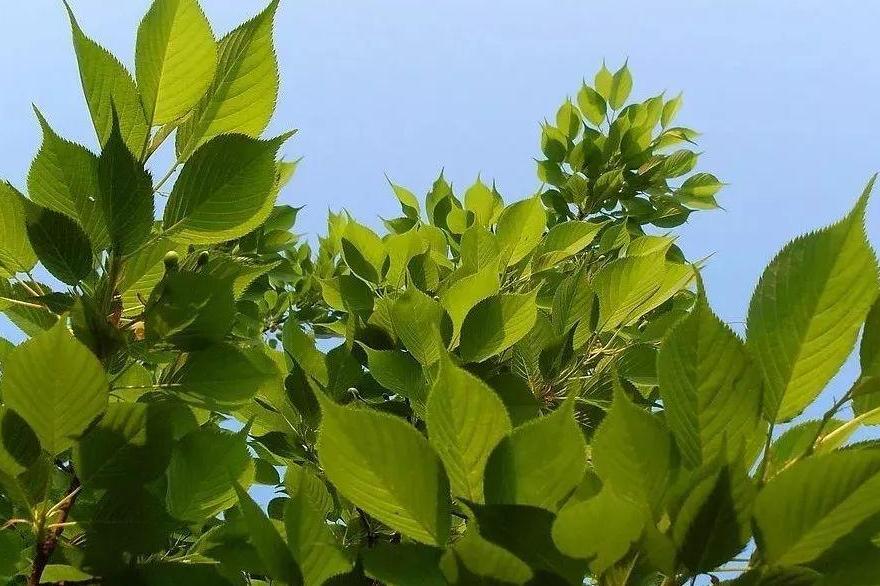 樟树叶_搜狗百科