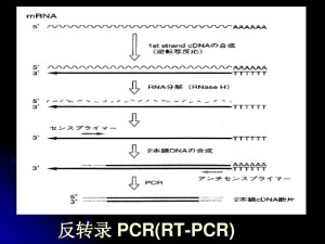 逆转录PCR