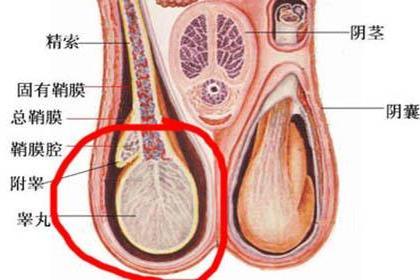 睾丸肿胀 搜狗百科