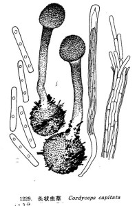 白虫草是什么样子的 300