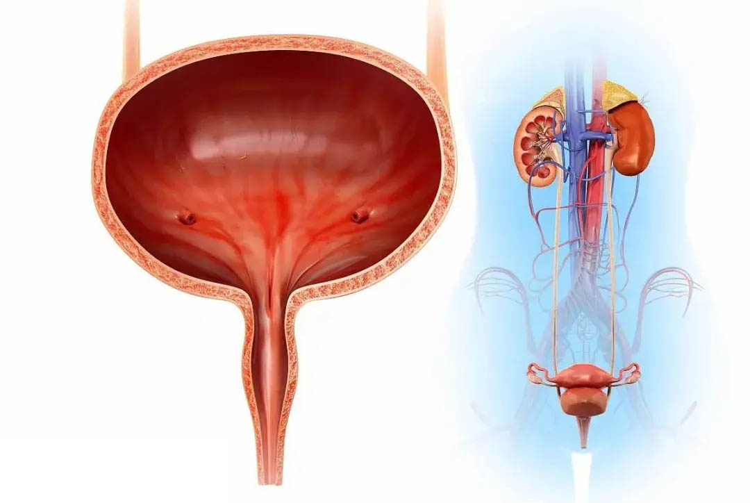 膀胱(7)膀胱是储存尿液的的肌性囊状器官,其形状,大小,位置和壁的厚度